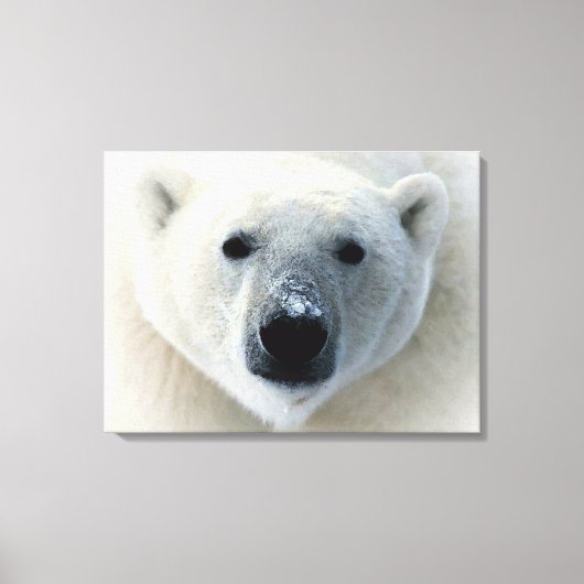 Polar Bear Wrapped Canvas Leinwanddruck (Vorderseite)