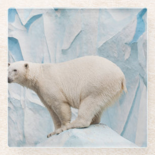 Polar Bear: Zoo Habitat Glimpse Glasuntersetzer