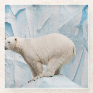 Polar Bear: Zoo Habitat Glimpse Glasuntersetzer