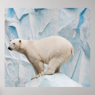 Polar Bear: Zoo Habitat Glimpse Poster