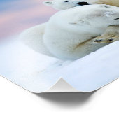 Polar Bears Foto Print (Ecke)