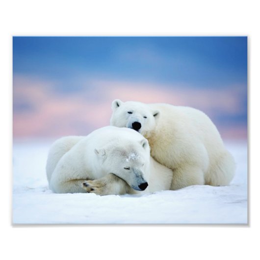 Polar Bears Foto Print (Vorne)