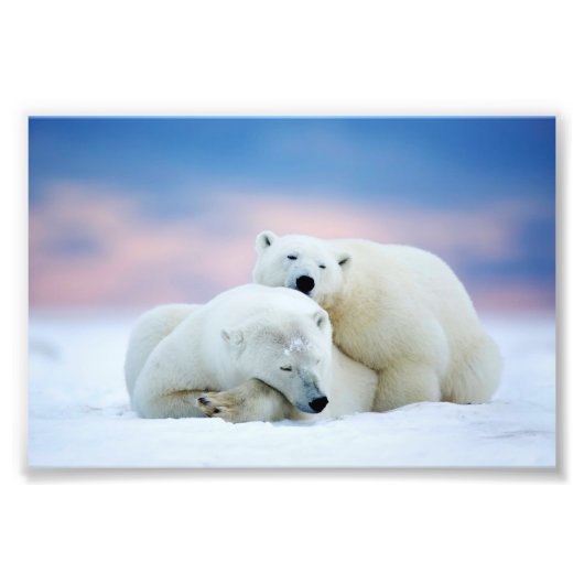 Polar Bears Foto Print (Vorne)