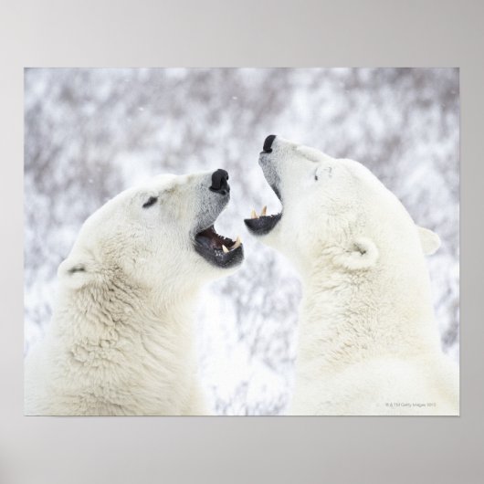 Polar Bears playing in the snow Poster (Vorne)