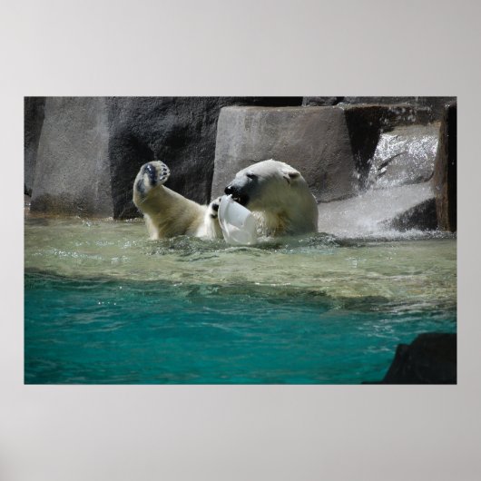 Polar Bears Poster (Vorne)