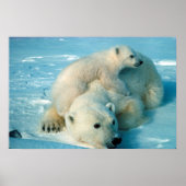 Polar Bears Poster (Vorne)
