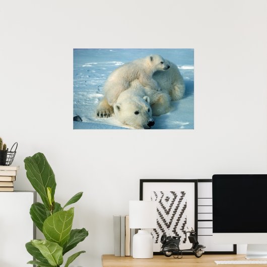 Polar Bears Poster (Heimbüro)