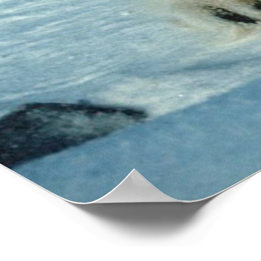 Polar Bears Poster (Ecke)