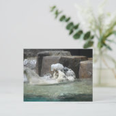 Polar Bears Postkarte (Stehend Vorderseite)