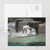 Polar Bears Postkarte (Vorne/Hinten)
