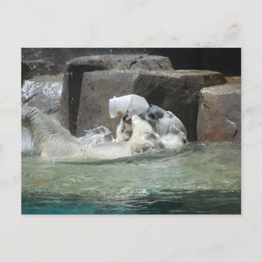 Polar Bears Postkarte (Vorderseite)