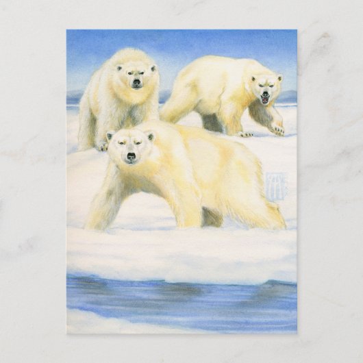 Polar Bears Postkarte (Vorderseite)