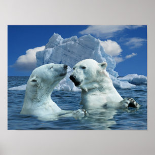 Polar Bears spielen in Poster des Artischen Ozeans