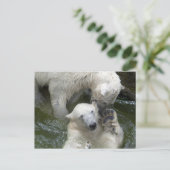 Polar Bears Spielender Kampf Postkarte (Stehend Vorderseite)