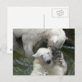 Polar Bears Spielender Kampf Postkarte (Vorne/Hinten)
