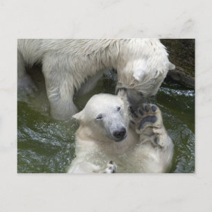Polar Bears Spielender Kampf Postkarte