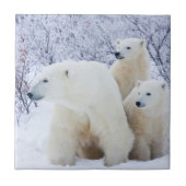 Polar Bears und zwei Naben Fliese (Vorderseite)