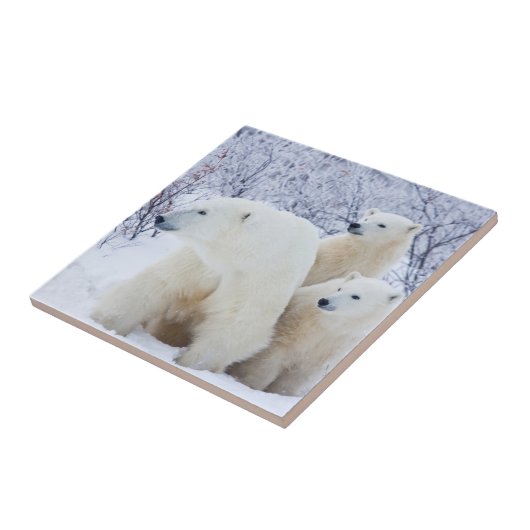 Polar Bears und zwei Naben Fliese (Seite)