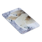 Polar Bears und zwei Naben Magnet (Rechte Seite)