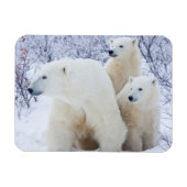 Polar Bears und zwei Naben Magnet (Horizontal)