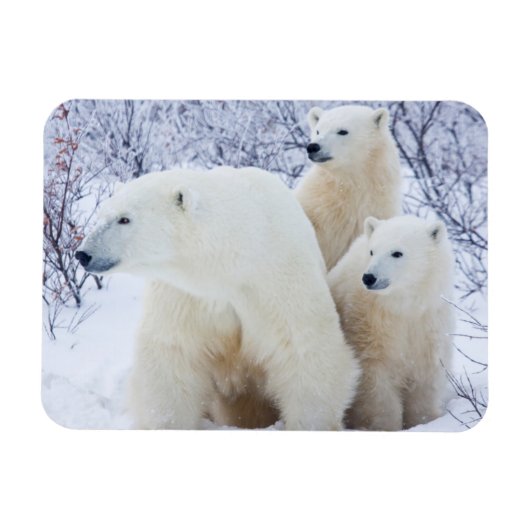 Polar Bears und zwei Naben Magnet (Horizontal)