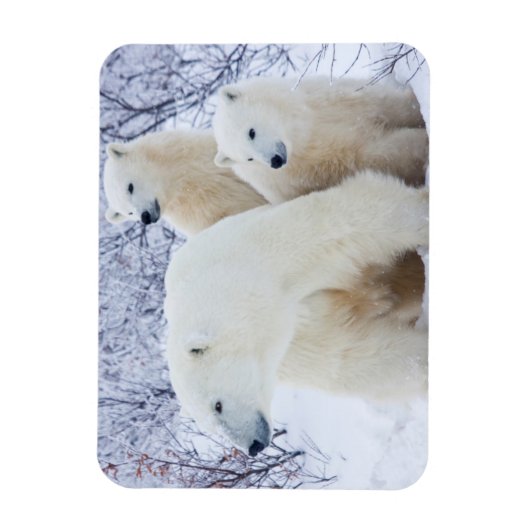 Polar Bears und zwei Naben Magnet (Vertikal)