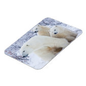 Polar Bears und zwei Naben Magnet (Linke Seite)