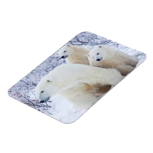 Polar Bears und zwei Naben Magnet (Linke Seite)