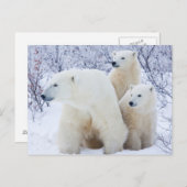 Polar Bears und zwei Naben Postkarte (Vorne/Hinten)