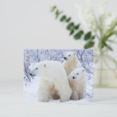 Polar Bears und zwei Naben Postkarte (Stehend Vorderseite)