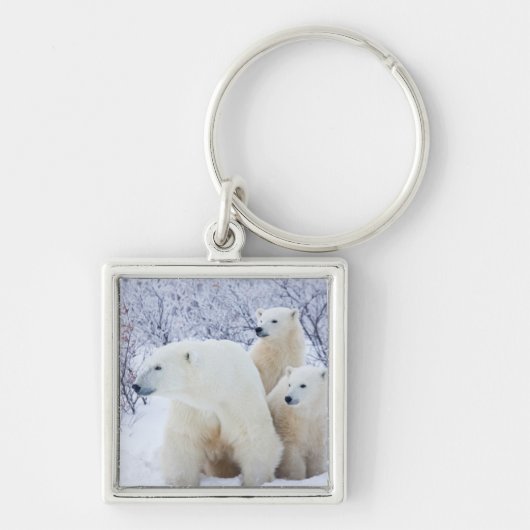 Polar Bears und zwei Naben Schlüsselanhänger (Vorne)