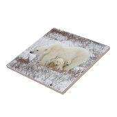 Polar Bears weiblich und zwei Jungen Fliese (Seite)