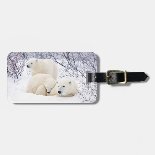 Polar Bears weiblich und zwei Jungen Gepäckanhänger (Vorderseite horizontal)