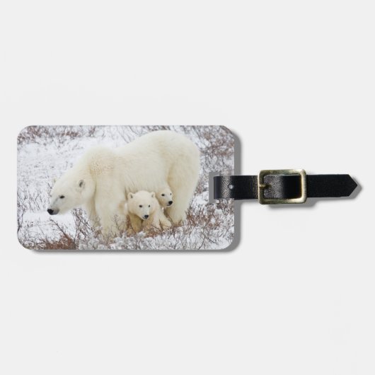 Polar Bears weiblich und zwei Jungen Gepäckanhänger (Vorderseite horizontal)