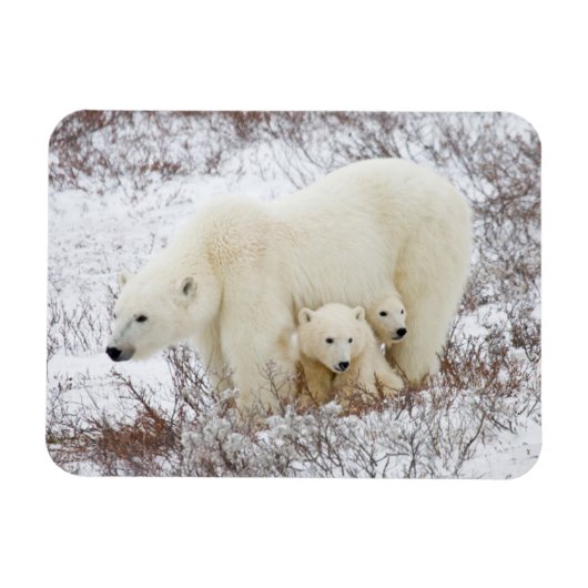 Polar Bears weiblich und zwei Jungen Magnet (Horizontal)