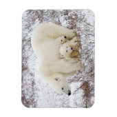 Polar Bears weiblich und zwei Jungen Magnet (Vertikal)