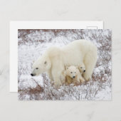 Polar Bears weiblich und zwei Jungen Postkarte (Vorne/Hinten)