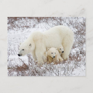 Polar Bears weiblich und zwei Jungen Postkarte