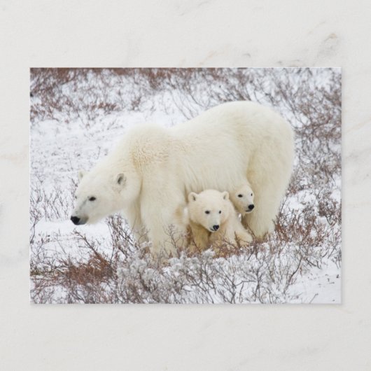 Polar Bears weiblich und zwei Jungen Postkarte (Vorderseite)