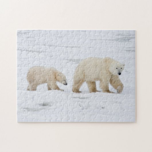 Polar Bears weiblich und zwei Jungen Puzzle (Horizontal)