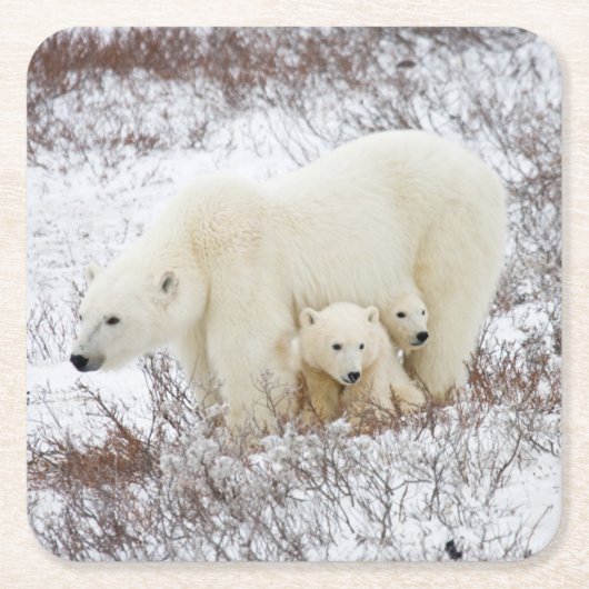 Polar Bears weiblich und zwei Jungen Rechteckiger Pappuntersetzer (Vorderseite)