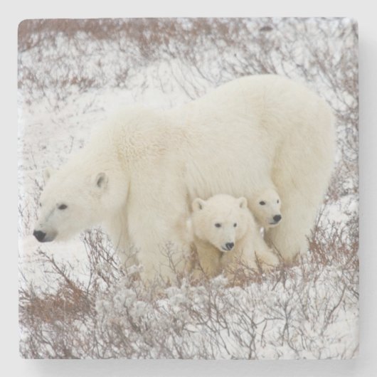 Polar Bears weiblich und zwei Jungen Steinuntersetzer (Vorderseite)