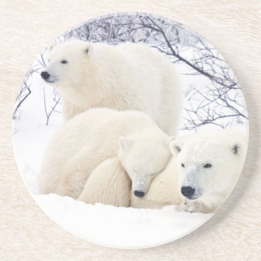 Polar Bears weiblich und zwei Jungen Untersetzer (Vorne)
