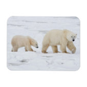 Polar Bears weiblich und zwei Knochen 2 Magnet (Horizontal)
