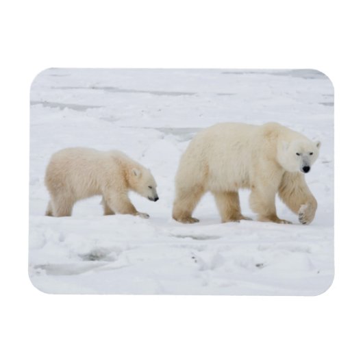 Polar Bears weiblich und zwei Knochen 2 Magnet (Horizontal)