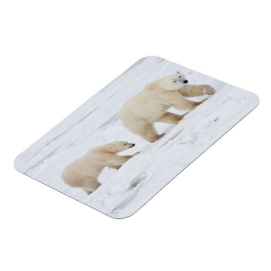 Polar Bears weiblich und zwei Knochen 2 Magnet (Linke Seite)