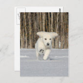 Polar Puppy Postkarte (Vorne/Hinten)