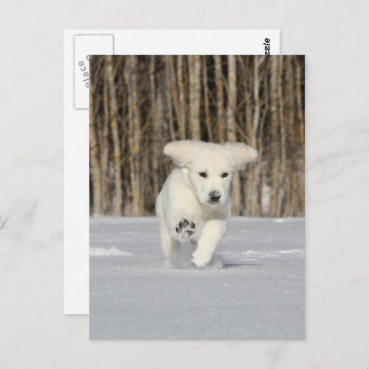 Polar Puppy Postkarte (Vorne/Hinten)
