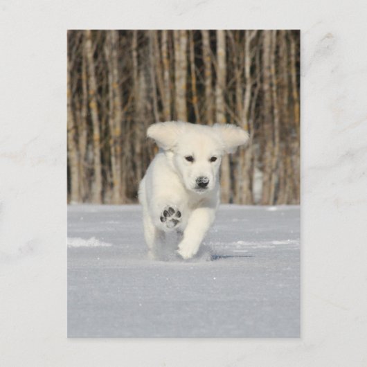 Polar Puppy Postkarte (Vorderseite)