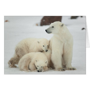 Polar She-Bären with Cubs